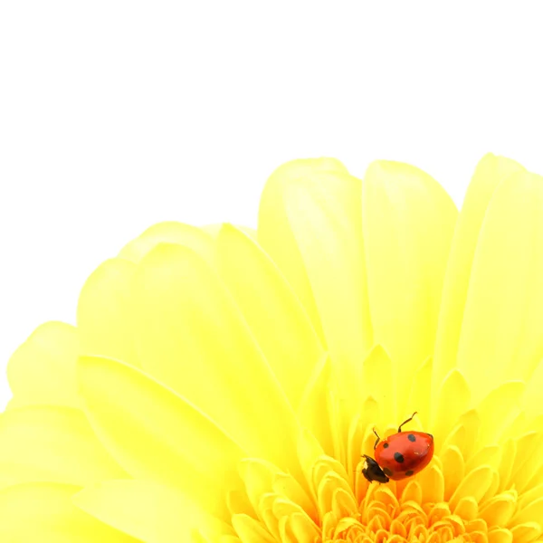 Coccinelle sur fleur jaune — Photo