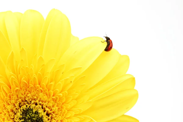 Beruška na žlutém květu — Stock fotografie
