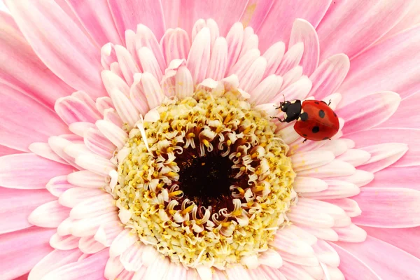 Lieveheersbeestje op roze bloem — Stockfoto