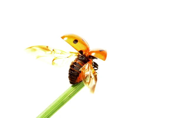 Lieveheersbeestje op gras — Stockfoto