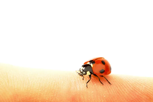 stock image Ladybug on grass