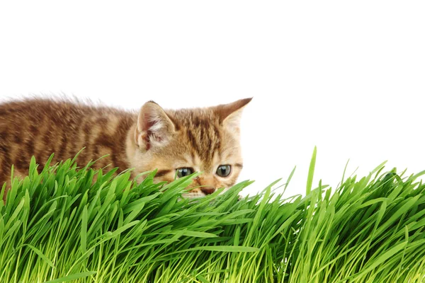 草の後ろに猫 — ストック写真