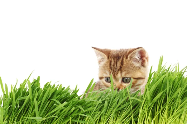 Gato detrás de hierba —  Fotos de Stock
