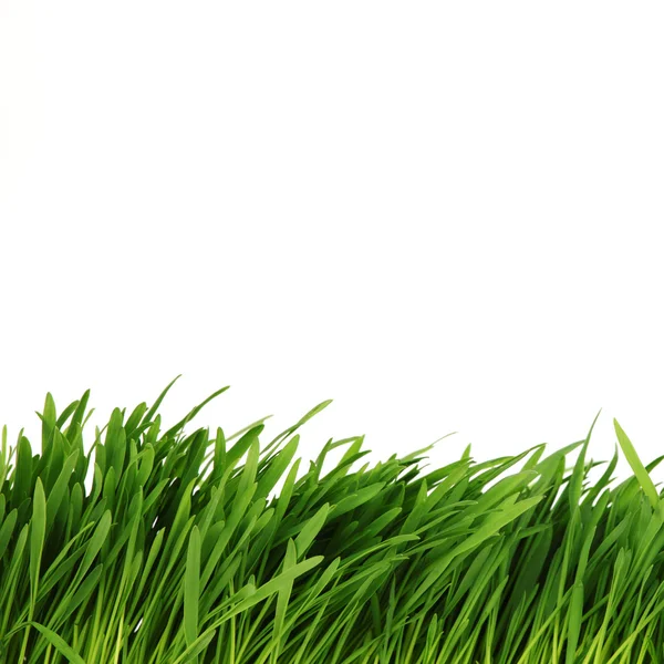 Isolated grass — Stock Photo, Image