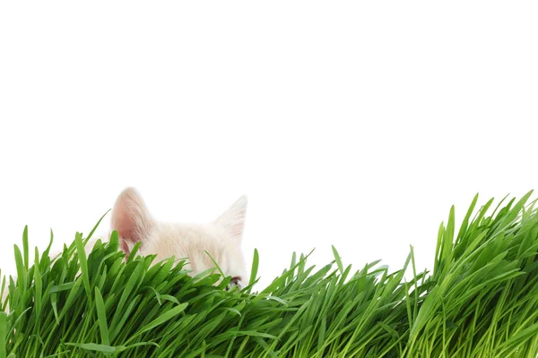 Кішка позаду трави — стокове фото