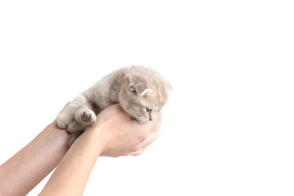 Katten i hendene – stockfoto