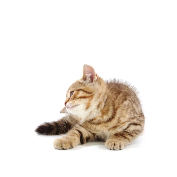 Isolated cat — Stock Photo, Image