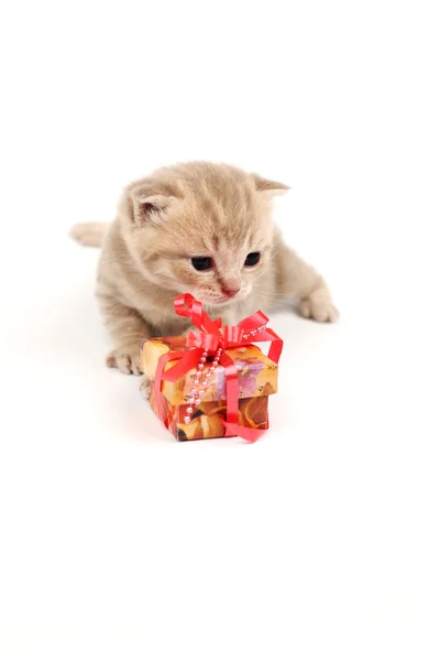 Gatto isolato e regalo — Foto Stock