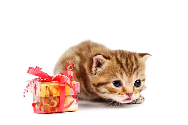 Gato aislado y regalo —  Fotos de Stock