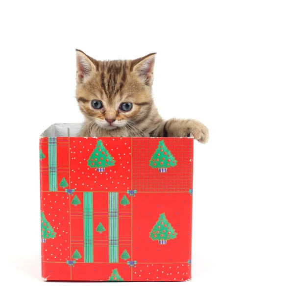 在礼品盒中的猫 — 图库照片