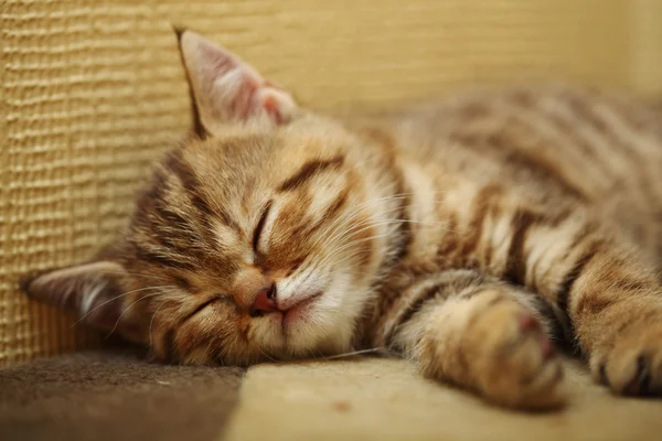 Small kitten — Stock Photo, Image