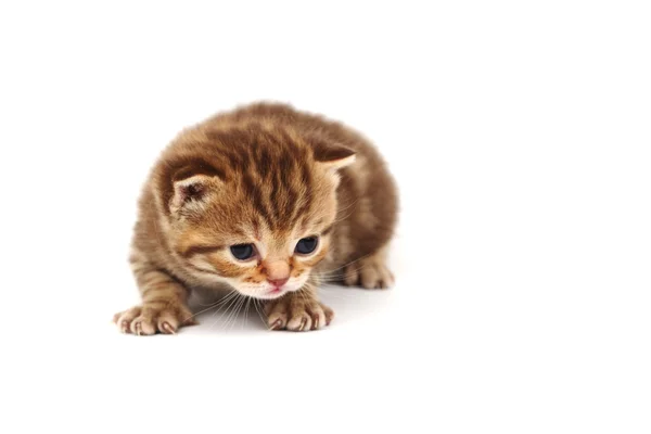 고립 된 고양이 — 스톡 사진