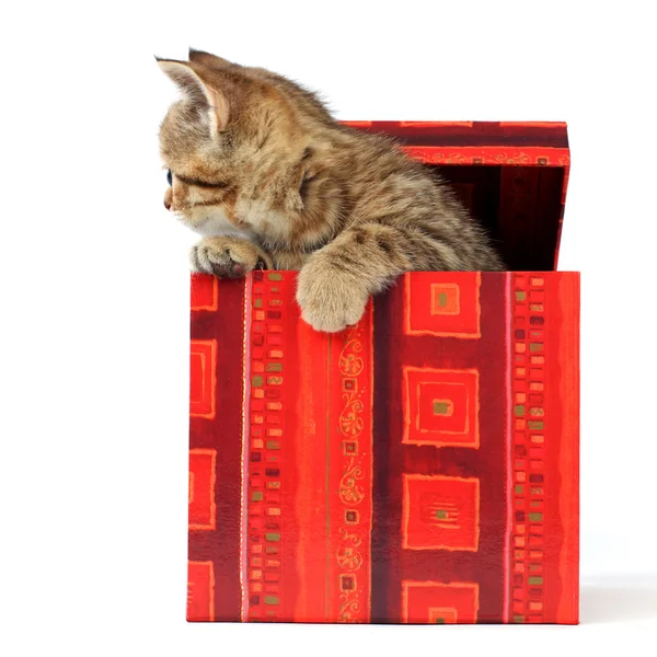 선물 상자에 고양이 — 스톡 사진