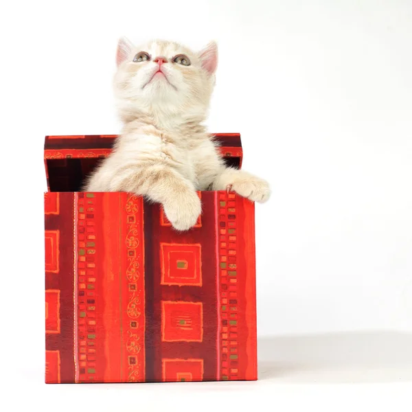 Kočka v dárkové krabičce — Stockfoto
