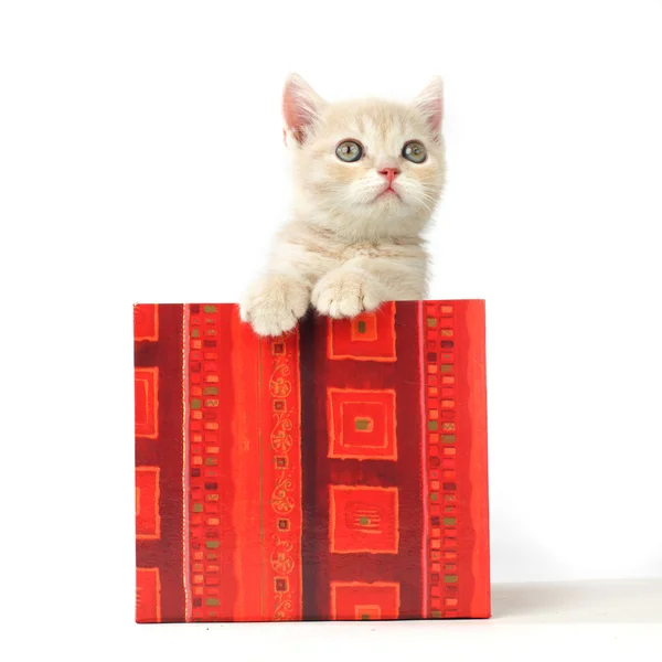 Gato na caixa de presente — Fotografia de Stock