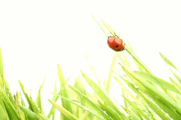 Coccinelle sur l'herbe — Photo