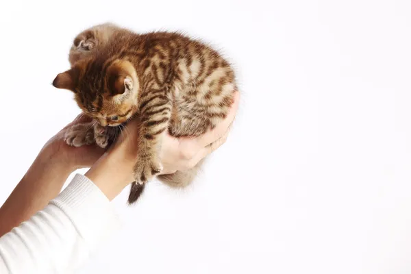 Gato em mãos — Fotografia de Stock