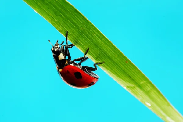 Ayçiçeği tarihinde uğur böceği — Stok fotoğraf