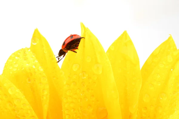 ヒマワリのてんとう虫 — ストック写真