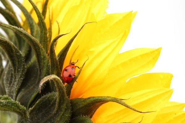 Ladybug on sunflower — 스톡 사진