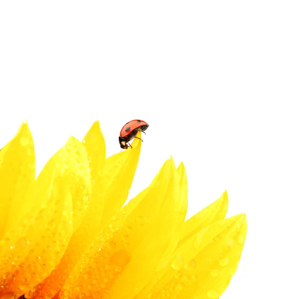 Beruška na slunečnice — Stock fotografie