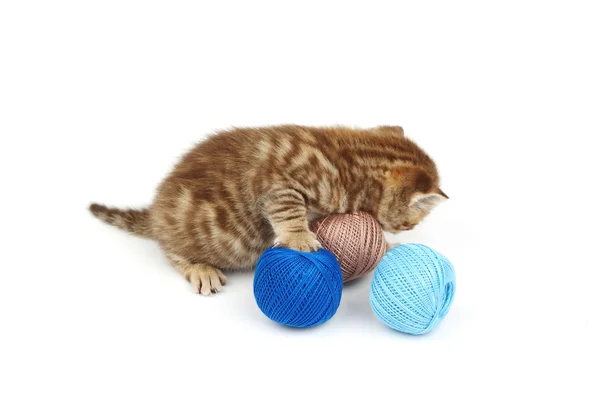 Gato y bola de lana azul — Foto de Stock