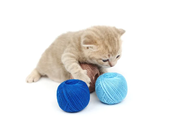 Kot i niebieski piłka wełny — Zdjęcie stockowe