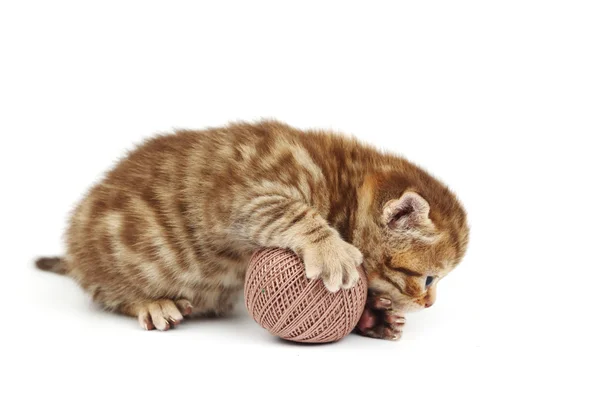 Kedi ve gri yün topu — Stok fotoğraf