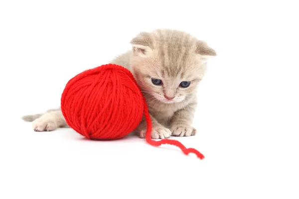 Мяч из кошки и красной шерсти — стоковое фото