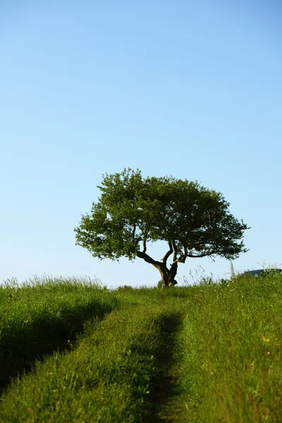 Yksin puu — kuvapankkivalokuva