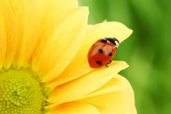 Ladybug на желтый цветок — стоковое фото