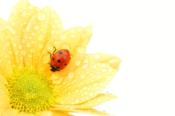 Ladybug on yellow flower Royalty Free Stock Photos