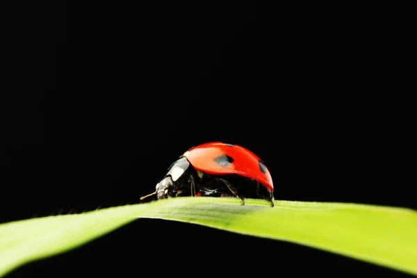 stock image Ladybug isolated on black