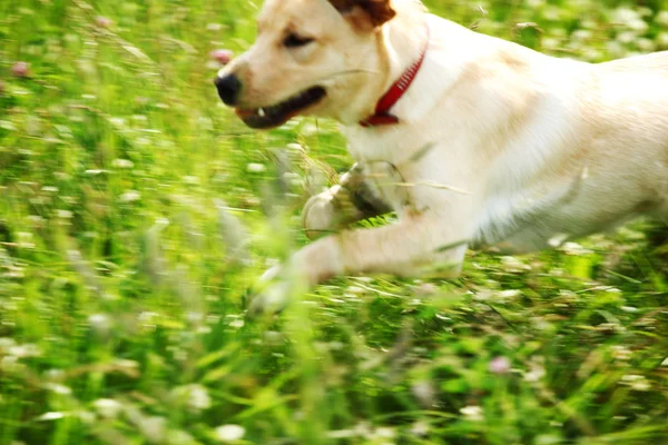 Hund lek i gräs — Stockfoto