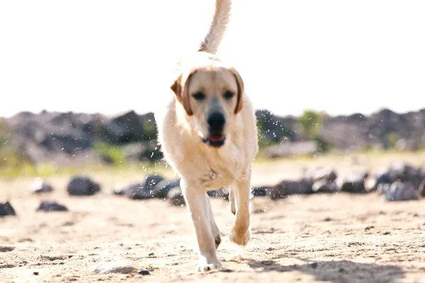 犬の再生 — ストック写真