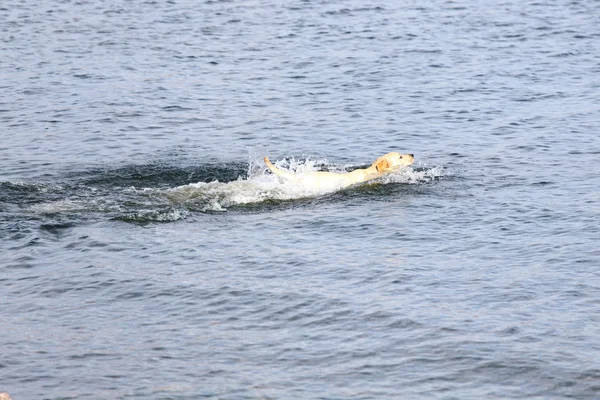 水犬プレイ — ストック写真