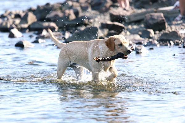 Jeu de chien dans l'eau — Photo