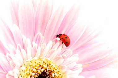 Ladybug on pink flower clipart