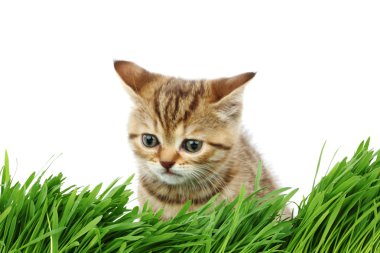 Cat behind grass clipart