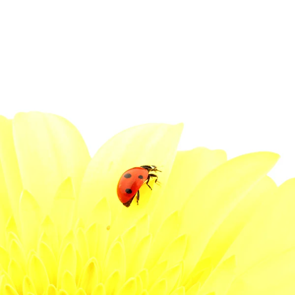 黄花上的瓢虫 — 图库照片