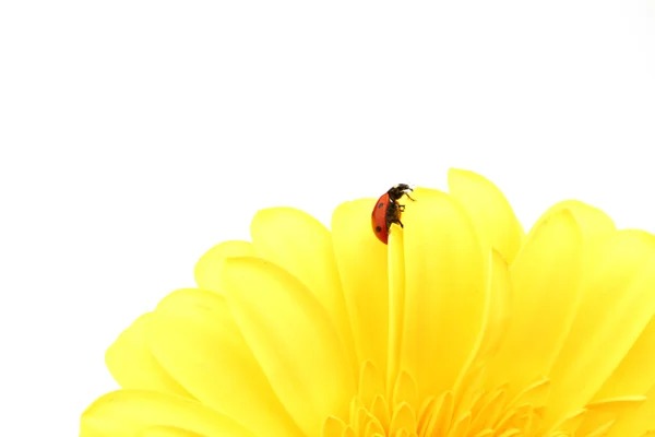 Mariquita en flor amarilla —  Fotos de Stock