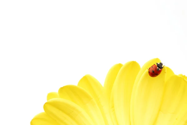 Beruška na žlutém květu — Stock fotografie