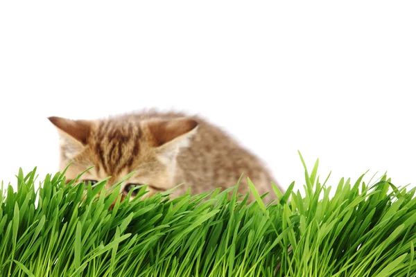 Kočka za trávy — Stock fotografie