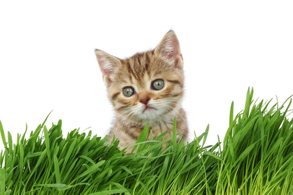 Chat derrière l'herbe — Photo