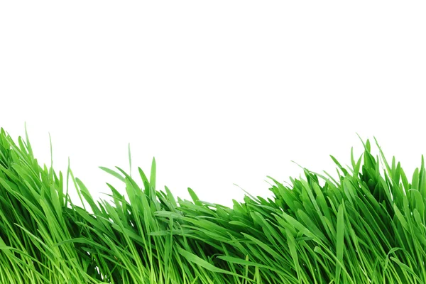 stock image Isolated grass