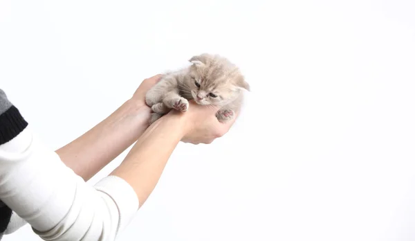 Katze in der Hand — Stockfoto