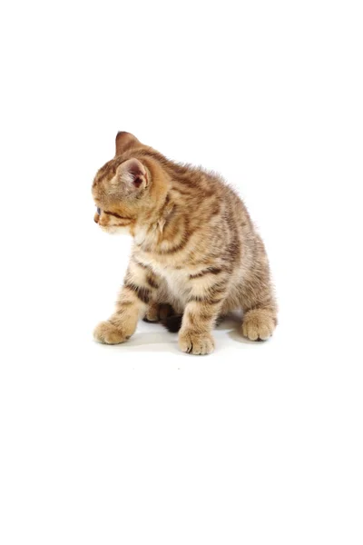 stock image Isolated cat