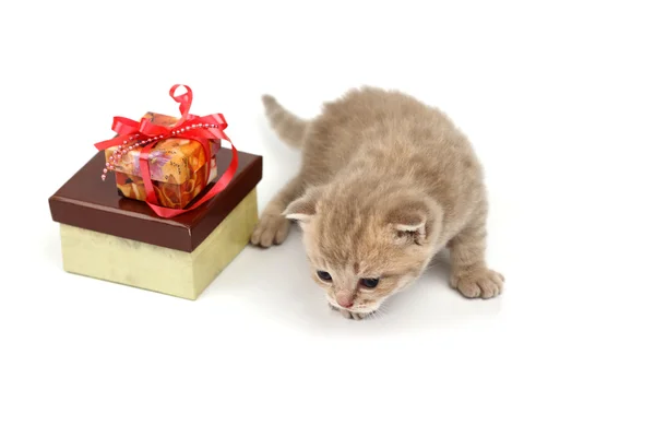 Isolierte Katze und Geschenk — Stockfoto