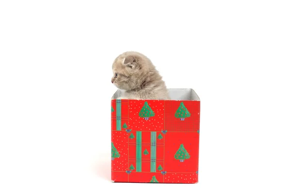 stock image Cat in gift box