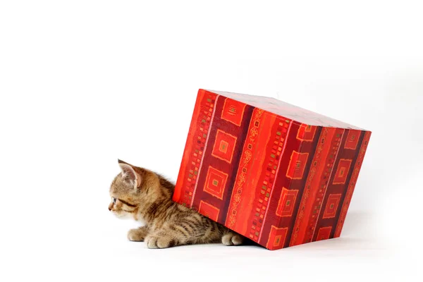 Gato en caja de regalo —  Fotos de Stock